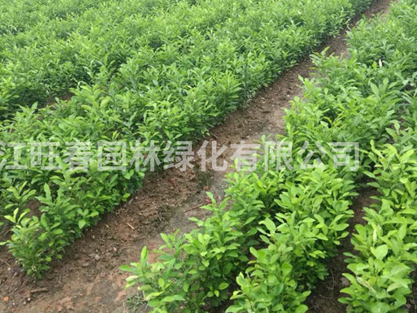香泡